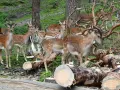 Hirschfamilie im Naturpark Granat, umgeben von gefällten Bäumen und grünem Unterholz.