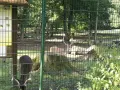 Rehe im wildgehege Grutholz, eines frisst, das andere ruht auf einem Baumstumpf.