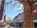 Ein sonniger Tag in der Waltrop Innenstadt. Fachwerkhäuser säumen die Straße, ein großer Baum wirft Schatten.