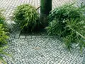 Zwei ausgediente knut weihnachtsbaum-Zweige liegen neben einem Baum auf Kopfsteinpflaster.