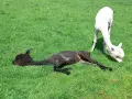 Ein schwarzes Alpaka liegt entspannt im Gras, während ein weißes Alpaka daneben frisst. Ein idyllischer Moment bei einer Alpaka Wanderung in Bottrop.