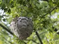 Großes Hornissennest hängt in einem Baum. Informationen zu Hornissennest entfernen Kosten sind hier nicht ersichtlich.