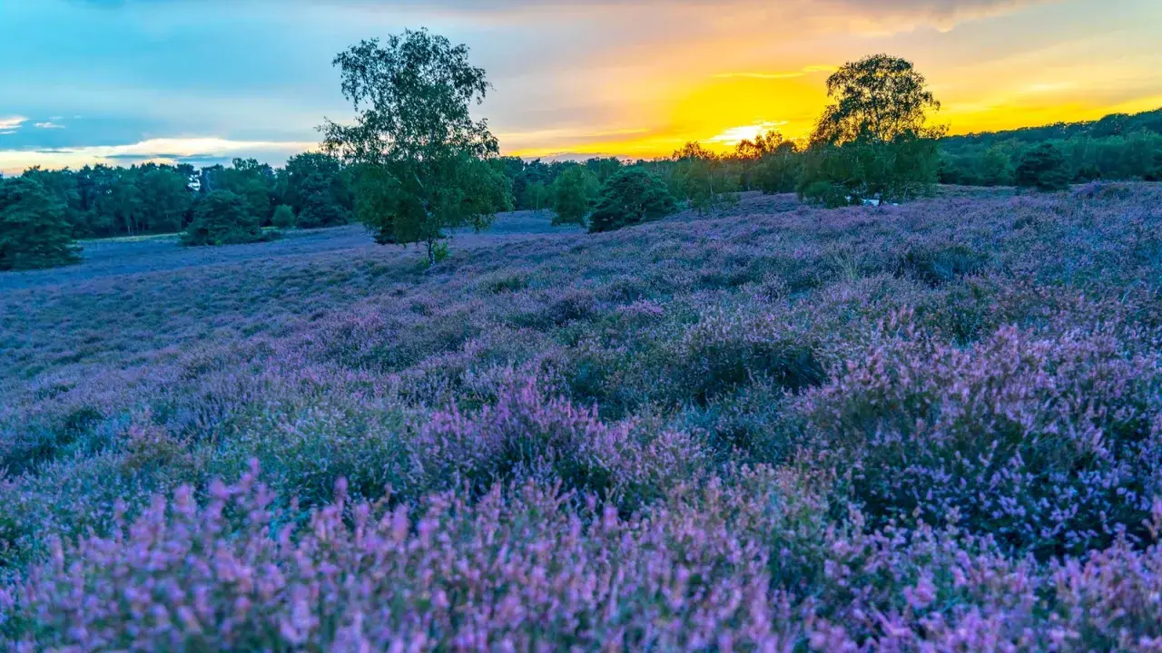 Lila blühende Heide im Abendlicht der Westruper Heide. Bäume säumen den Horizont, während der Himmel in warmen Farben leuchtet.