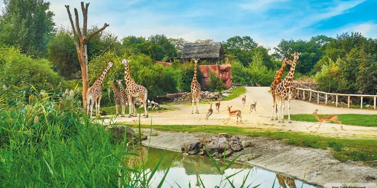 Giraffen und Antilopen grasen friedlich im **Tierpark Ruhrgebiet**. Ein idyllischer Tag in der Natur.