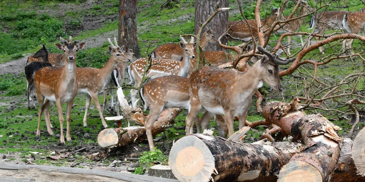 Hirschfamilie im Naturpark Granat, umgeben von gefällten Bäumen und grünem Unterholz.