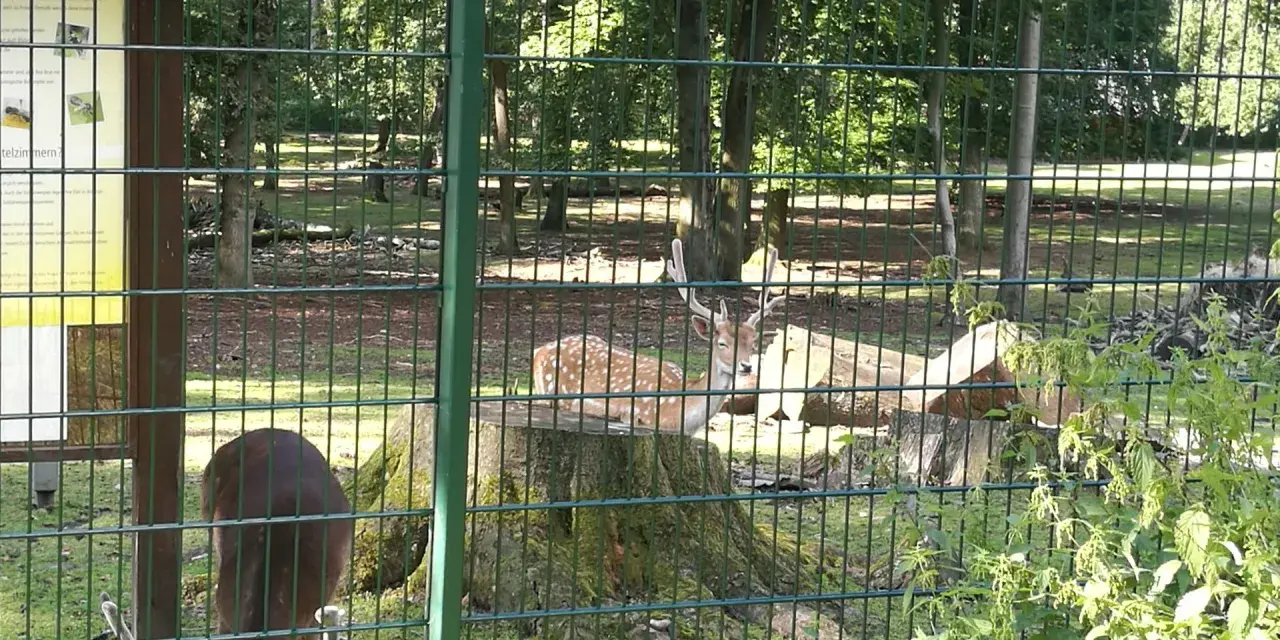 Rehe im wildgehege Grutholz, eines frisst, das andere ruht auf einem Baumstumpf.
