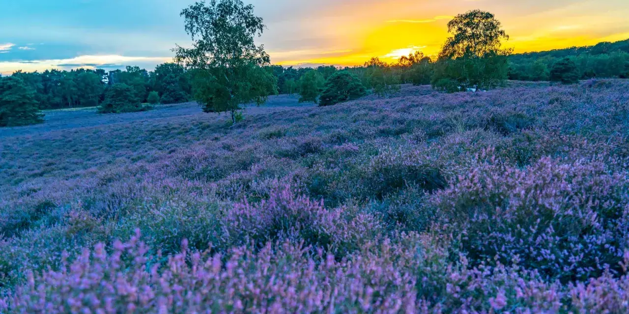 Lila blühende Heide im Abendlicht der Westruper Heide. Bäume säumen den Horizont, während der Himmel in warmen Farben leuchtet.