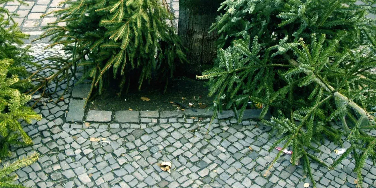 Zwei ausgediente knut weihnachtsbaum-Zweige liegen neben einem Baum auf Kopfsteinpflaster.