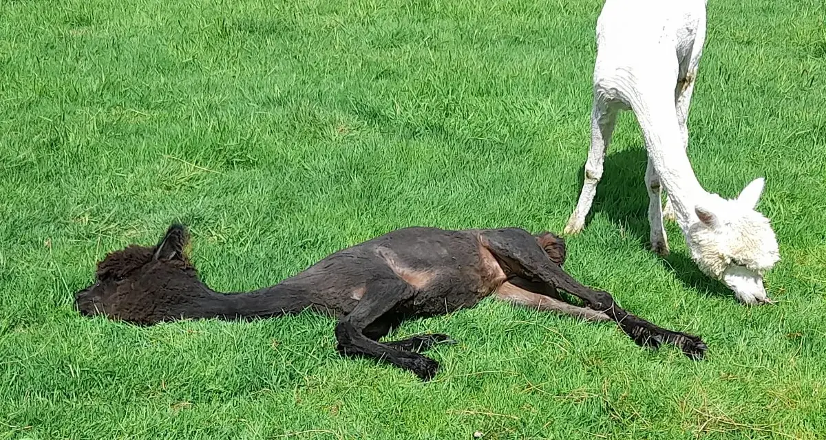 Ein schwarzes Alpaka liegt entspannt im Gras, während ein weißes Alpaka daneben frisst. Ein idyllischer Moment bei einer Alpaka Wanderung in Bottrop.