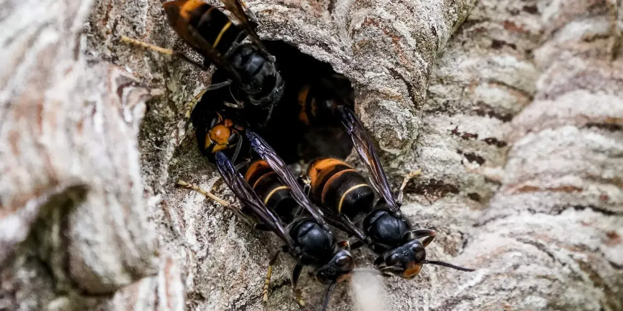 Hornissen-Nest mit mehreren Wespen, die sich am Eingang drängen. Die Tiere sind schwarz-gelb gestreift.