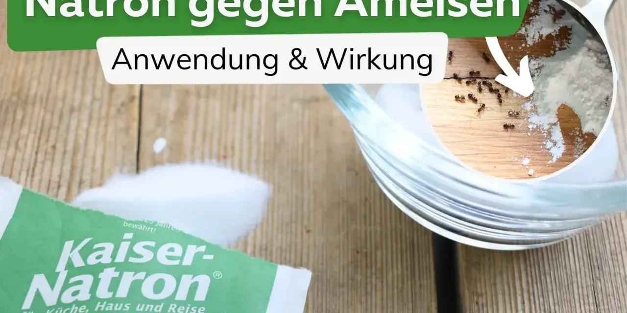 Natron hilft gegen Ameisen. Ein kleiner Ausschnitt zeigt Ameisen, die sich um Natron bewegen. Eine Packung Kaiser-Natron liegt daneben.