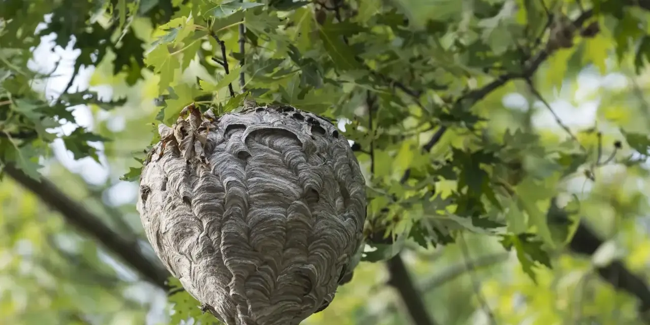Großes Hornissennest hängt in einem Baum. Informationen zu Hornissennest entfernen Kosten sind hier nicht ersichtlich.