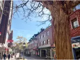 Ein sonniger Tag in der Waltrop Innenstadt. Fachwerkhäuser säumen die Straße, ein großer Baum wirft Schatten.