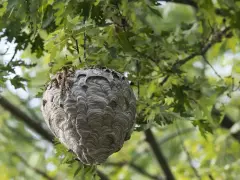 Großes Hornissennest hängt in einem Baum. Informationen zu Hornissennest entfernen Kosten sind hier nicht ersichtlich.