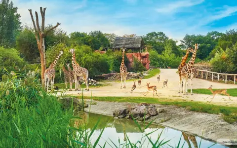 Giraffen und Antilopen grasen friedlich im **Tierpark Ruhrgebiet**. Ein idyllischer Tag in der Natur.
