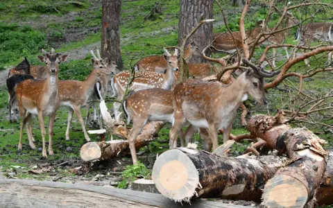 Hirschfamilie im Naturpark Granat, umgeben von gefällten Bäumen und grünem Unterholz.