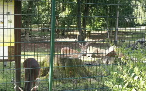 Rehe im wildgehege Grutholz, eines frisst, das andere ruht auf einem Baumstumpf.