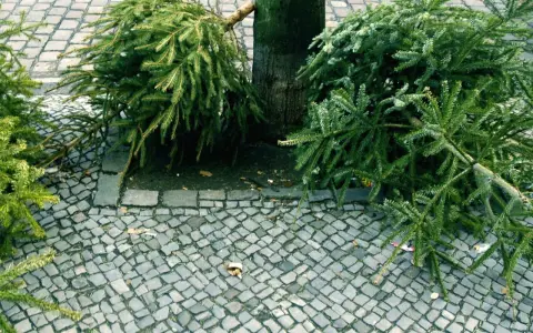 Zwei ausgediente knut weihnachtsbaum-Zweige liegen neben einem Baum auf Kopfsteinpflaster.