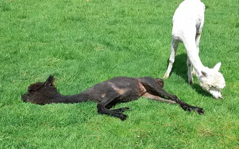 Ein schwarzes Alpaka liegt entspannt im Gras, während ein weißes Alpaka daneben frisst. Ein idyllischer Moment bei einer Alpaka Wanderung in Bottrop.