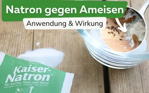 Natron hilft gegen Ameisen. Ein kleiner Ausschnitt zeigt Ameisen, die sich um Natron bewegen. Eine Packung Kaiser-Natron liegt daneben.