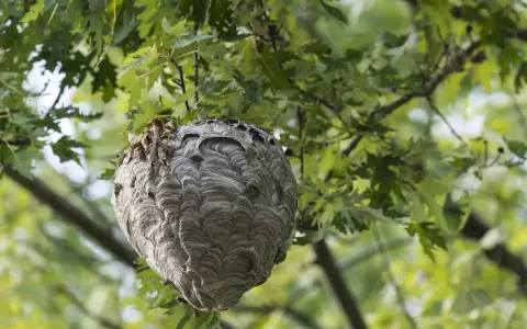 Großes Hornissennest hängt in einem Baum. Informationen zu Hornissennest entfernen Kosten sind hier nicht ersichtlich.