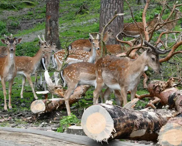 Hirschfamilie im Naturpark Granat, umgeben von gefällten Bäumen und grünem Unterholz.