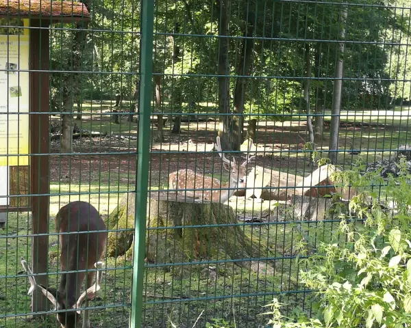 Rehe im wildgehege Grutholz, eines frisst, das andere ruht auf einem Baumstumpf.