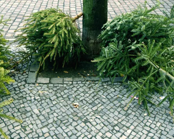 Zwei ausgediente knut weihnachtsbaum-Zweige liegen neben einem Baum auf Kopfsteinpflaster.