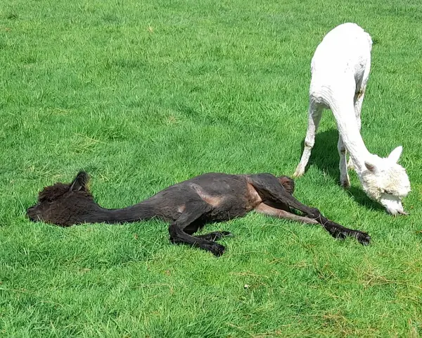 Ein schwarzes Alpaka liegt entspannt im Gras, während ein weißes Alpaka daneben frisst. Ein idyllischer Moment bei einer Alpaka Wanderung in Bottrop.