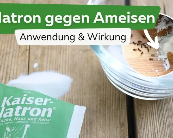 Natron hilft gegen Ameisen. Ein kleiner Ausschnitt zeigt Ameisen, die sich um Natron bewegen. Eine Packung Kaiser-Natron liegt daneben.
