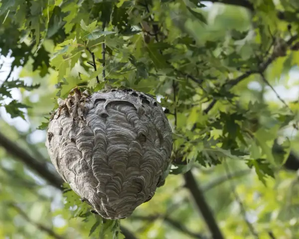 Großes Hornissennest hängt in einem Baum. Informationen zu Hornissennest entfernen Kosten sind hier nicht ersichtlich.