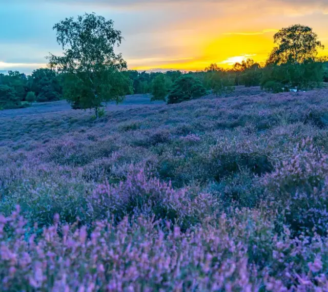 Lila blühende Heide im Abendlicht der Westruper Heide. Bäume säumen den Horizont, während der Himmel in warmen Farben leuchtet.