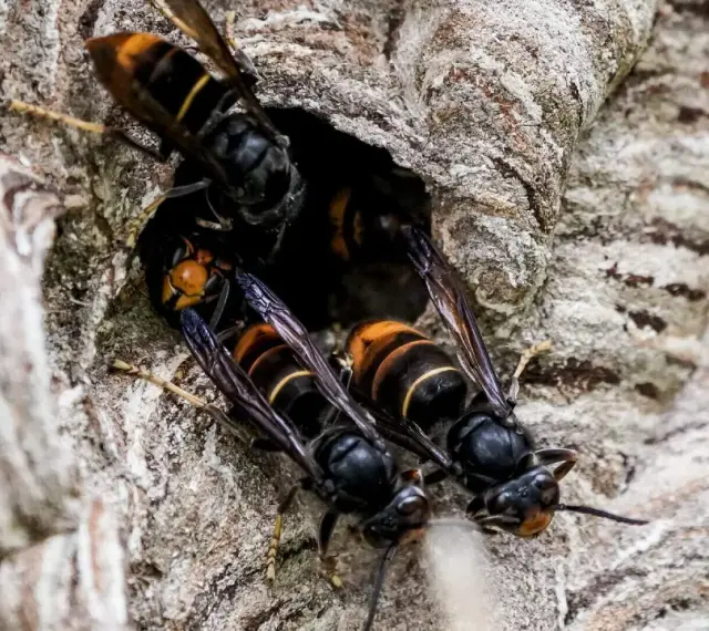 Hornissen-Nest mit mehreren Wespen, die sich am Eingang drängen. Die Tiere sind schwarz-gelb gestreift.