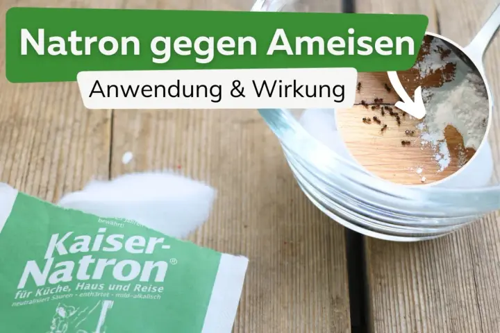 Natron hilft gegen Ameisen. Ein kleiner Ausschnitt zeigt Ameisen, die sich um Natron bewegen. Eine Packung Kaiser-Natron liegt daneben.