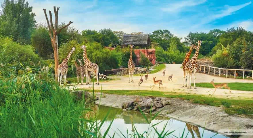 Giraffen und Antilopen grasen friedlich im **Tierpark Ruhrgebiet**. Ein idyllischer Tag in der Natur.