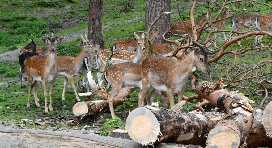 Hirschfamilie im Naturpark Granat, umgeben von gefällten Bäumen und grünem Unterholz.