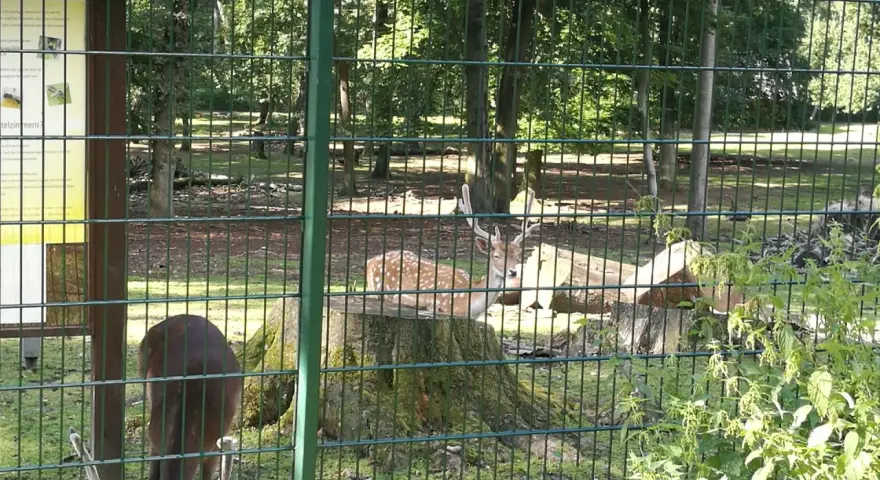Rehe im wildgehege Grutholz, eines frisst, das andere ruht auf einem Baumstumpf.