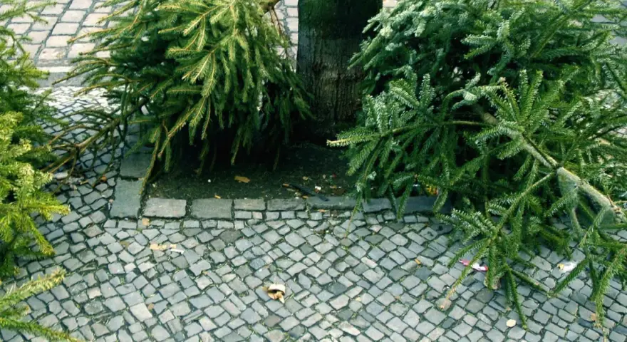 Zwei ausgediente knut weihnachtsbaum-Zweige liegen neben einem Baum auf Kopfsteinpflaster.