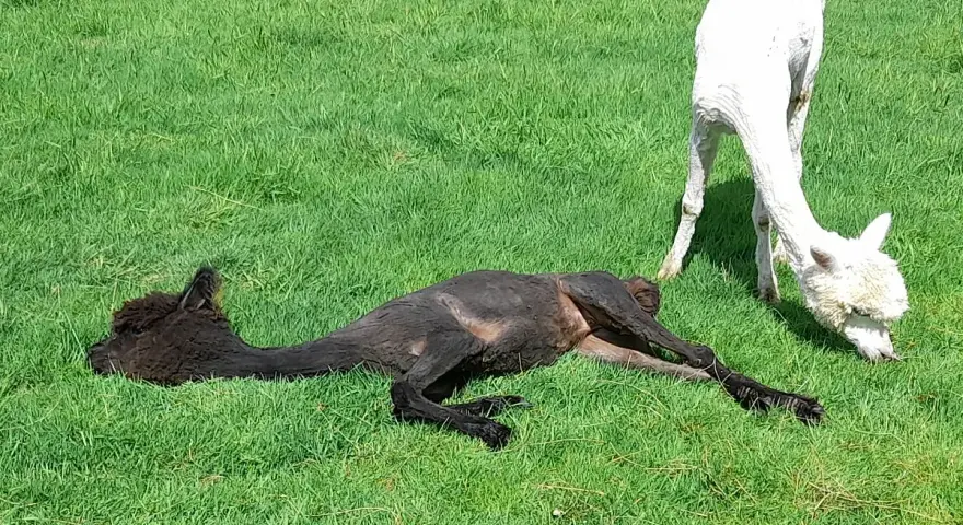 Ein schwarzes Alpaka liegt entspannt im Gras, während ein weißes Alpaka daneben frisst. Ein idyllischer Moment bei einer Alpaka Wanderung in Bottrop.