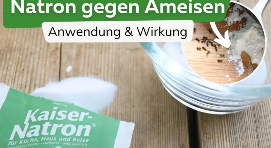 Natron hilft gegen Ameisen. Ein kleiner Ausschnitt zeigt Ameisen, die sich um Natron bewegen. Eine Packung Kaiser-Natron liegt daneben.