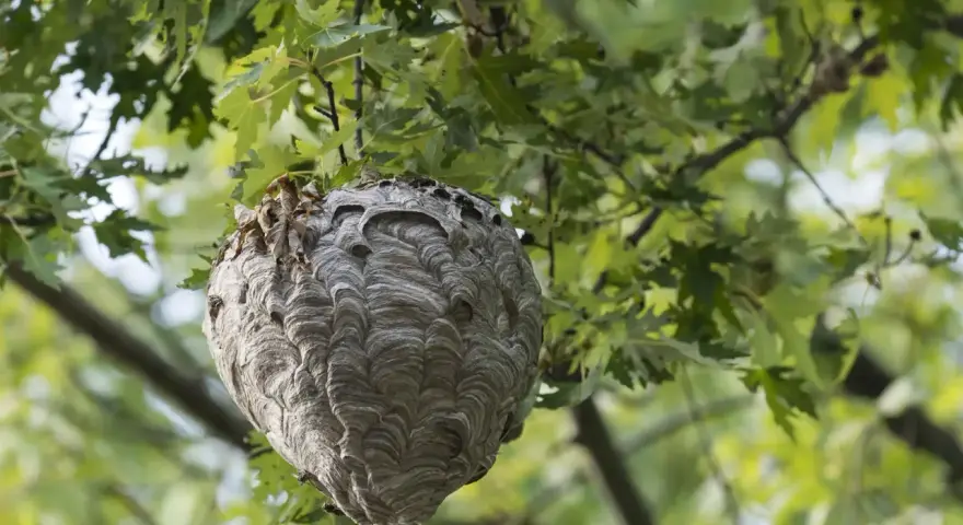 Großes Hornissennest hängt in einem Baum. Informationen zu Hornissennest entfernen Kosten sind hier nicht ersichtlich.