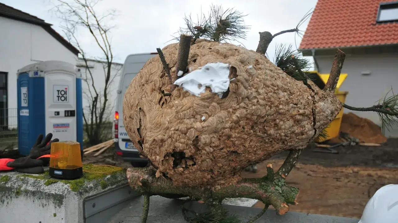 Ein großes, abgebrochenes Hornissen-Nest, das an Ästen befestigt ist, mit weißer Substanz an einer Öffnung. Im Hintergrund eine Baustelle mit Dixi-Klo und einem Van.