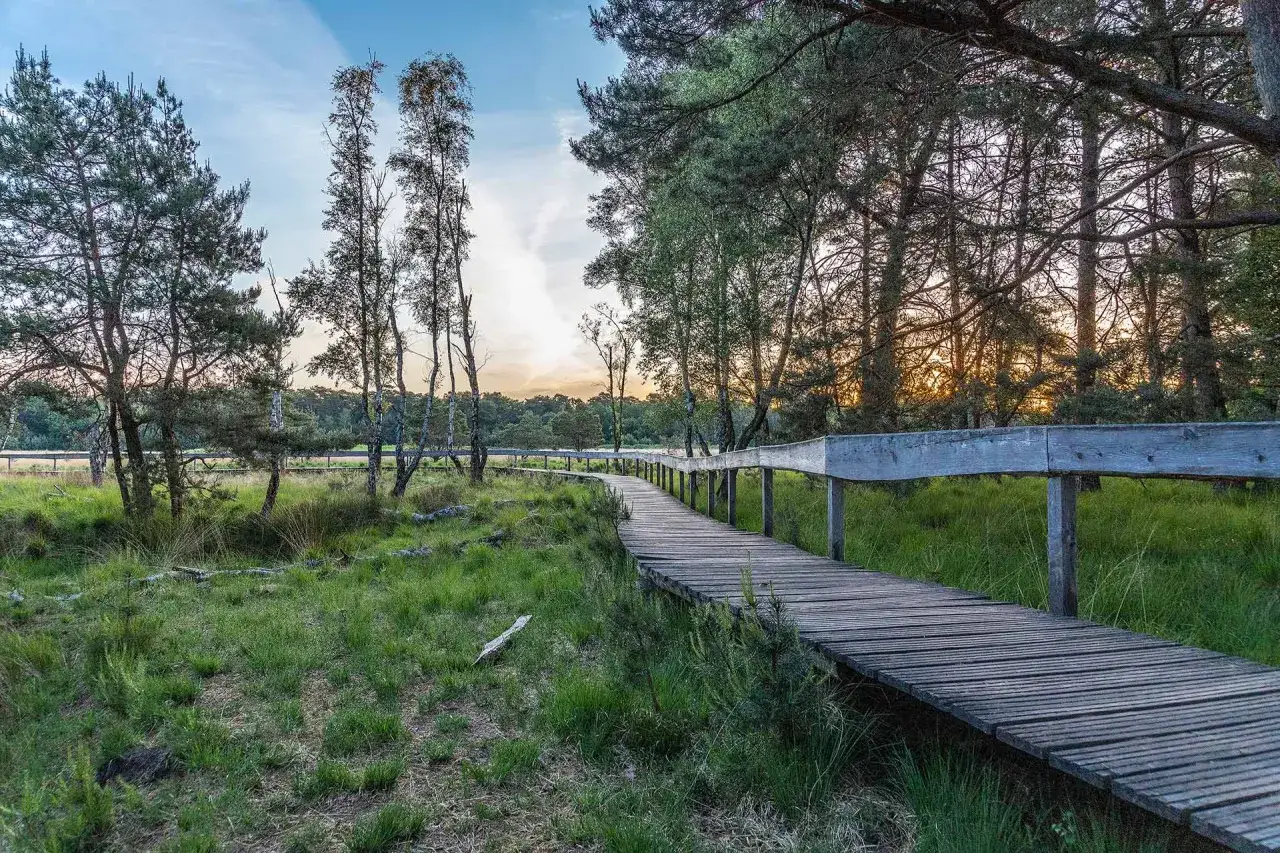 Holzsteg schlängelt sich durch eine Moorlandschaft. Der Weg führt bergauf, vorbei an Bäumen und grünem Gras, während die Sonne durch die Äste scheint.