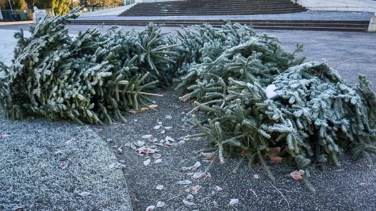 Ein Haufen gefrorener Weihnachtsb&auml;ume liegt auf dem Boden. Der knut weihnachtsbaum ist nun bereit f&uuml;r die Entsorgung.