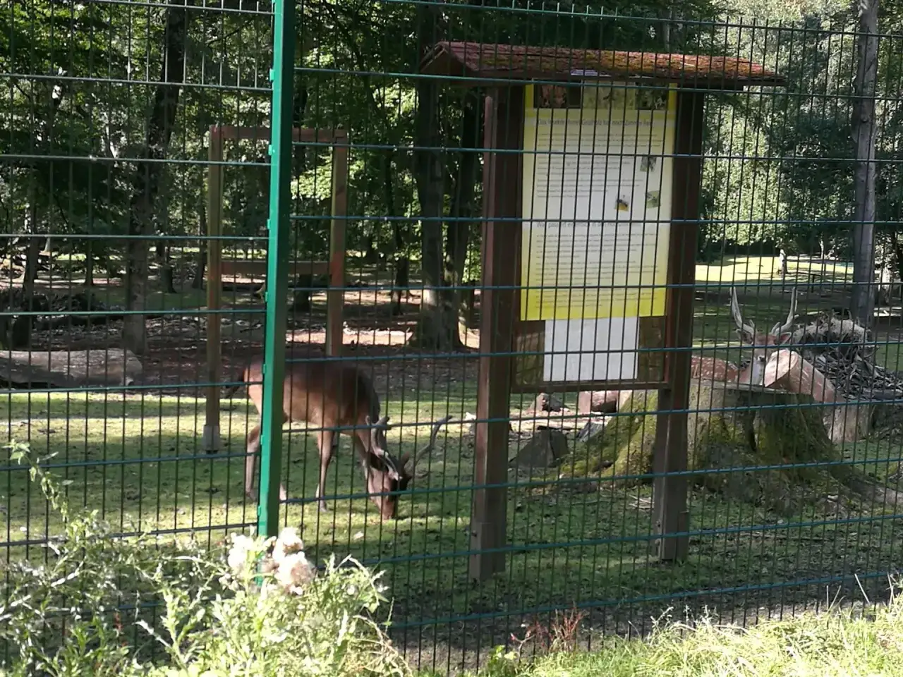 Hirsch mit Geweih im wildgehege Grutholz, neben einem Informationsschild.