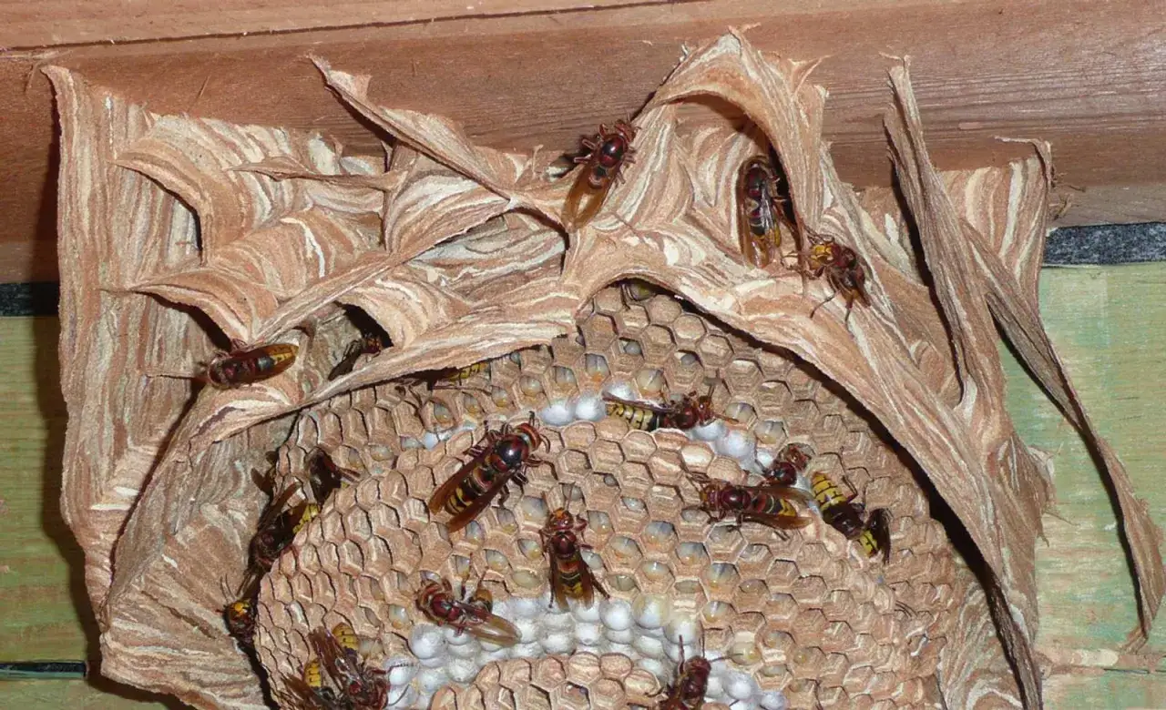 Hornissen bauen ihr Nest unter einem Dachvorsprung. Ein Blick auf die vielen Tiere zeigt, warum man Hornissen vertreiben möchte.