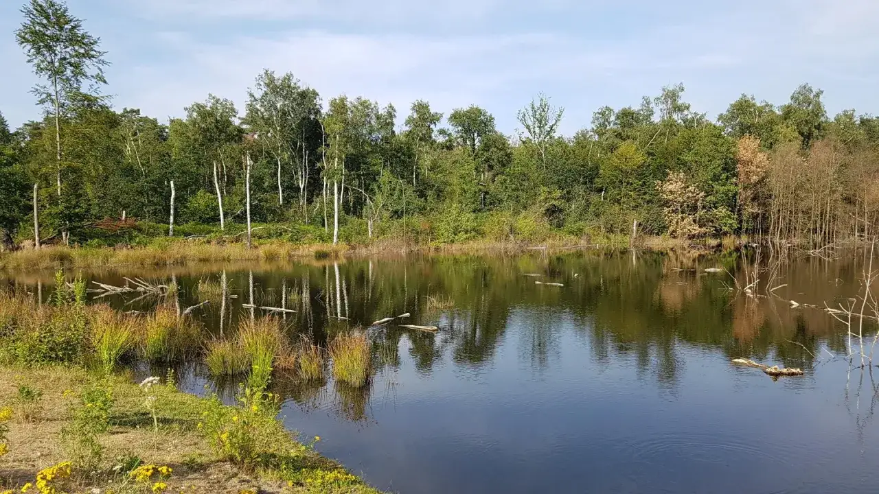 Ein ruhiger See mit Bäumen und Schilf am Ufer. Hier kann man in Bottrop die Natur genießen und entspannen.