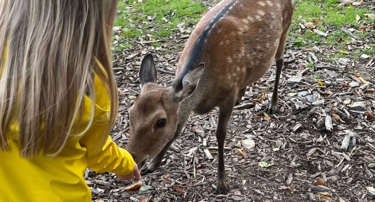 Ein Kind im gelben Regenmantel f&uuml;ttert ein Reh. Ein sch&ouml;ner Ausflug mit Kindern in die Natur.