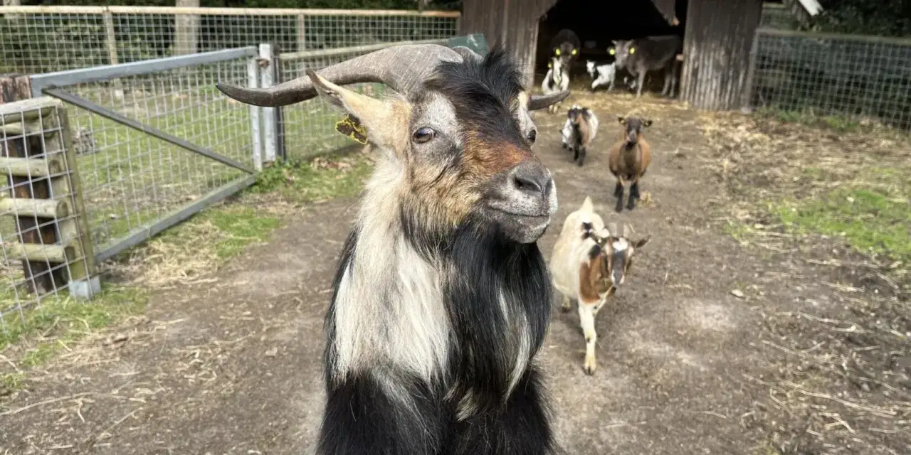 Ein neugieriger Ziegenbock auf dem Prickings Hof Haltern am See blickt in die Kamera, w&auml;hrend andere Ziegen und K&auml;lber im Hintergrund grasen.