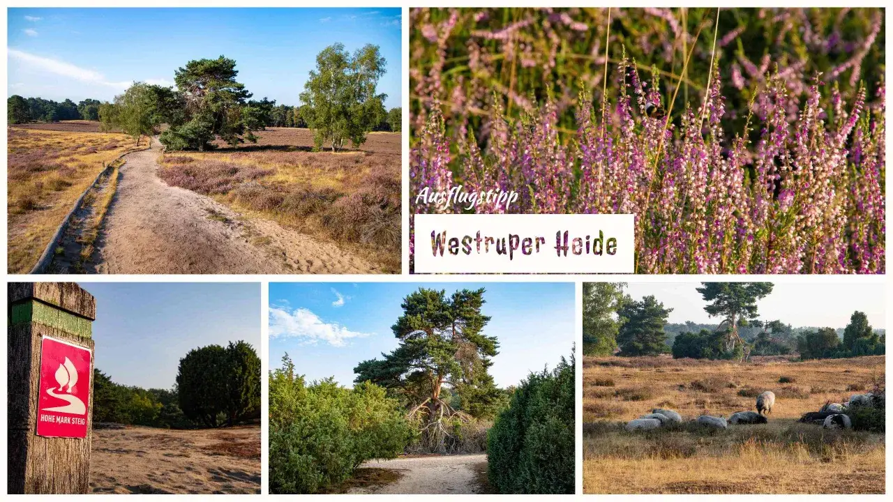 Ein Weg führt durch die blühende Westruper Heide. Schafe grasen friedlich in der sonnigen Landschaft.